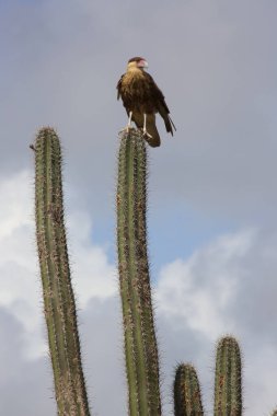 Kaktüs üzerindeki ibikli caracara kuşu portresi.