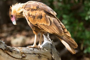 Bir dalın üzerindeki ibikli caracara kuşunun portresi.