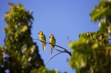 parrots on a branch in the nature