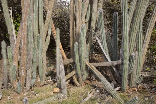 Beautiful View Typical Desert Landscape Cacti — Stockfoto