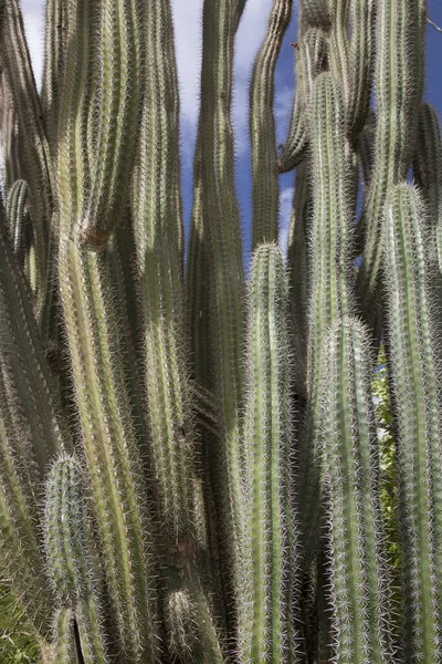 Closeup View Cactus — Fotografia de Stock