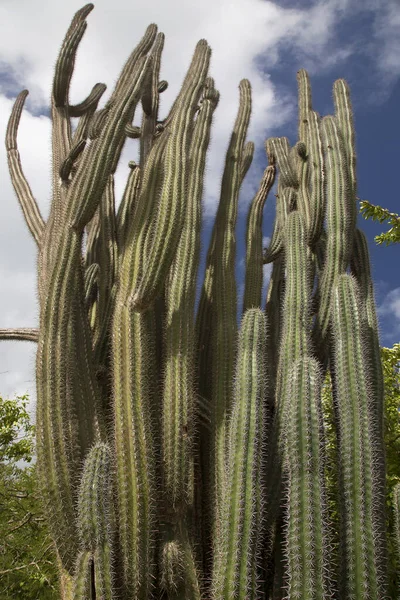 Cactus Growing Wild — стоковое фото