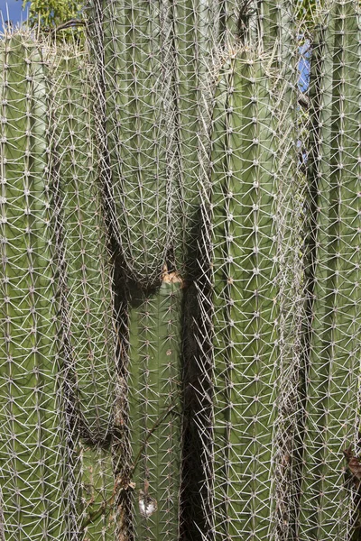 Closeup View Cactus — стоковое фото