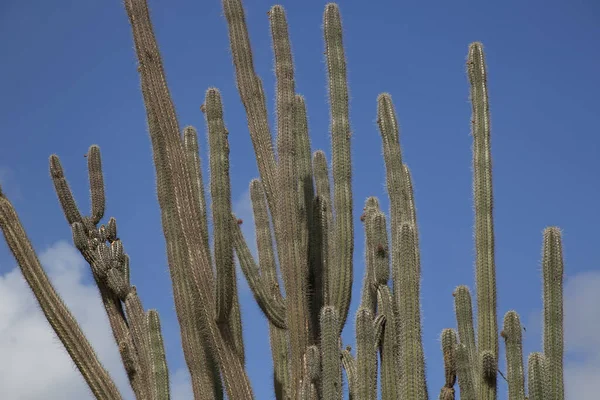Beautiful View Typical Desert Landscape Cacti — Stockfoto