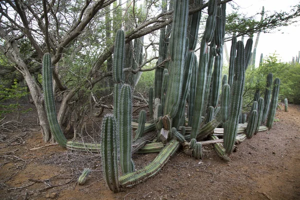 Beautiful View Typical Desert Landscape Cacti — стоковое фото