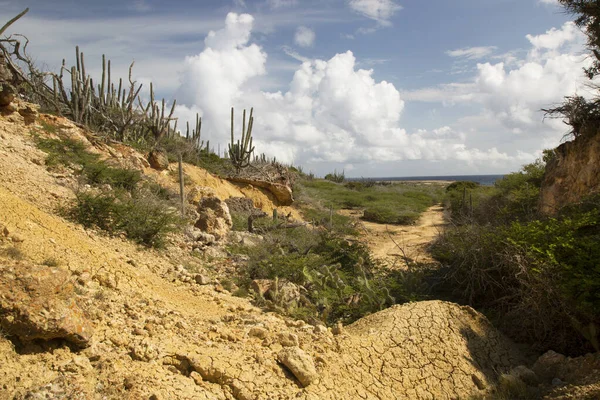 Beautiful View Typical Desert Landscape Cacti — Foto Stock
