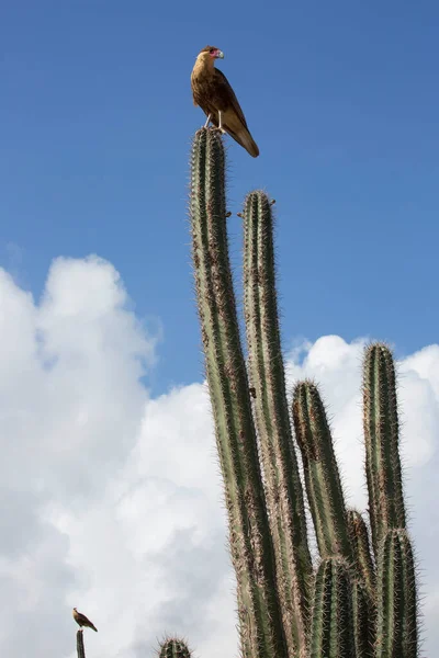 Portrait Crested Caracara Bird Cactus — Fotografia de Stock