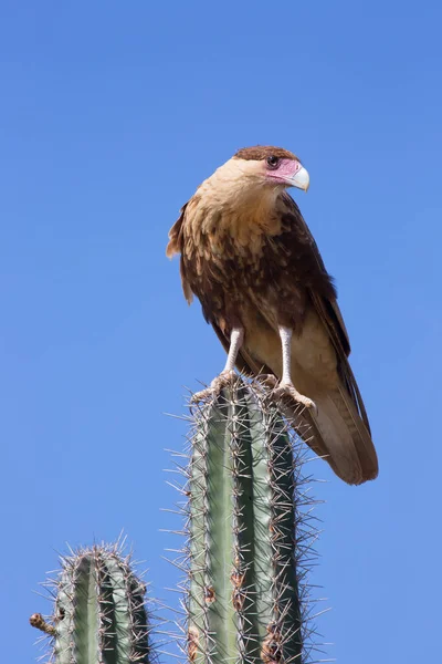 Portrait Crested Caracara Bird Cactus — Fotografia de Stock