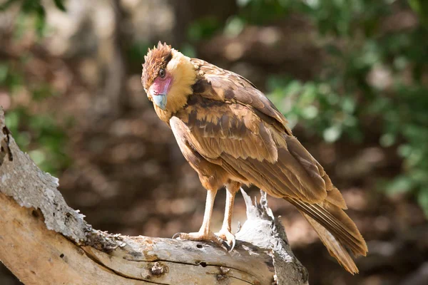 Bir dalın üzerindeki ibikli caracara kuşunun portresi.