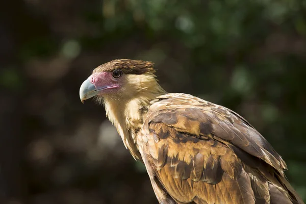 stock image portrait of crested caracara bird on a branch.