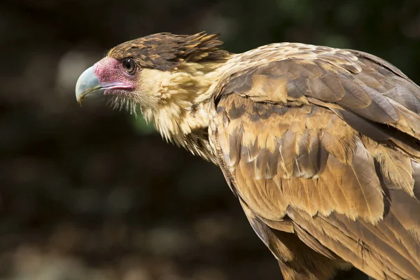 Bir Dalın Üzerindeki Ibikli Caracara Kuşunun Portresi — Stok fotoğraf