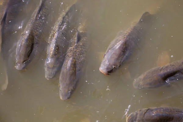 Poisson Carpe Dans Étang Eau — Photo