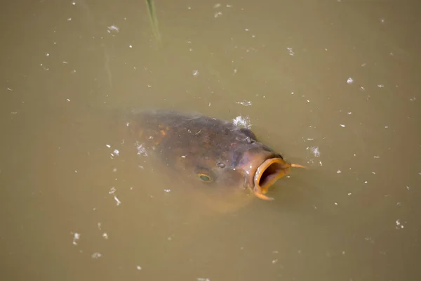 Коропська Риба Водному Ставку — стокове фото