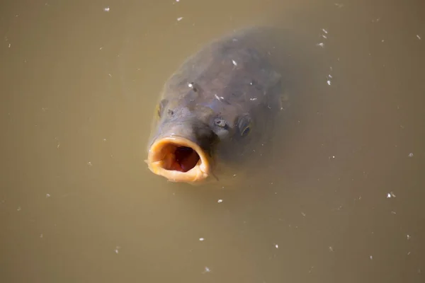 Poisson Carpe Dans Étang Eau — Photo