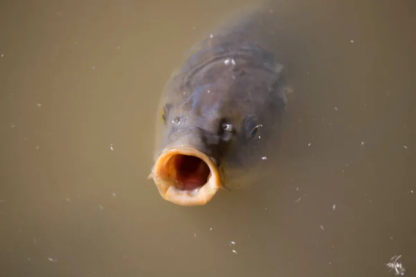 Poisson Carpe Dans Étang Eau — Photo