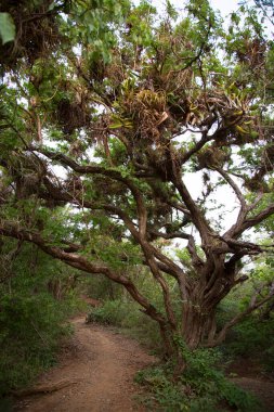 tropikal ormanda büyük ağacı