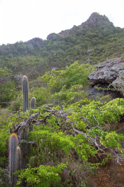 Cactussen Het Weelderige Groene Bos — Stockfoto