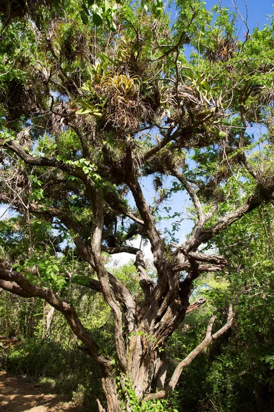 Árbol Grande Bosque Tropical — Foto de Stock