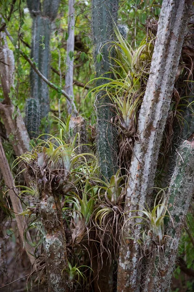 Cactus Las Selvas — Foto de Stock