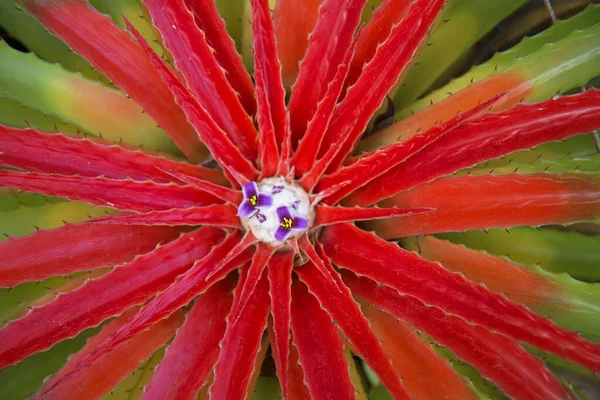 Bromelia Nın Küçük Düşürücü Görüntüsü — Stok fotoğraf