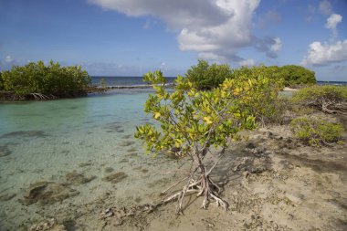 Tropikal adanın güzel kayalık deniz kıyıları