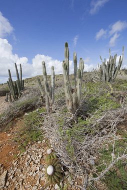 Tepelerdeki kaktüsler