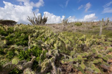 Tepelerdeki kaktüsler