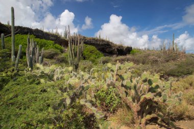 Tepelerdeki kaktüsler