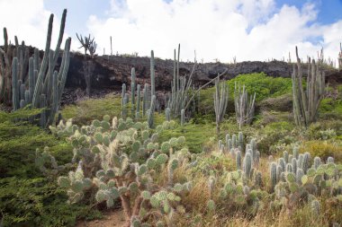 Tepelerdeki kaktüsler