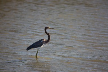 Suyun içinde üç renkli balıkçıl