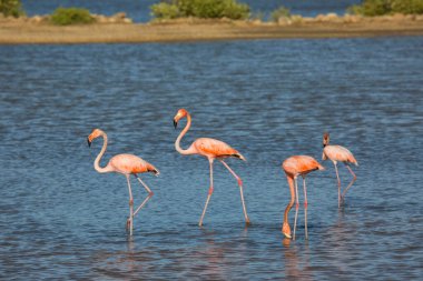Deniz koyunda pembe flamingolar