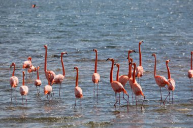 Deniz koyunda pembe flamingolar