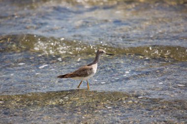 Suda daha az sarı bacaklar