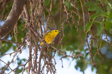 Ağaç dalı üzerinde oturan kuş