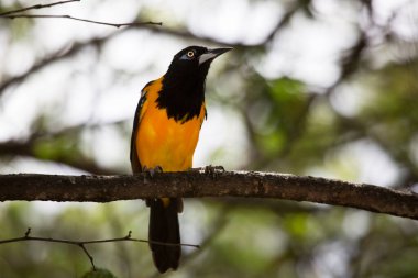 Venezuela grubu ağaç dalına tünemişti.