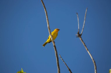 Gökyüzü arkaplanındaki kuş