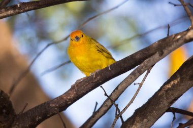 Safran ispinozu ağaca tünedi.
