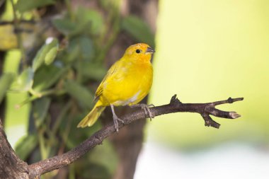 Safran ispinozu ağaca tünedi.