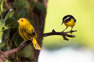 Ağaç dalı üzerinde oturan kuş