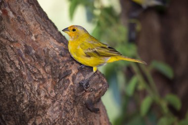 Safran ispinozu ağaca tünedi.