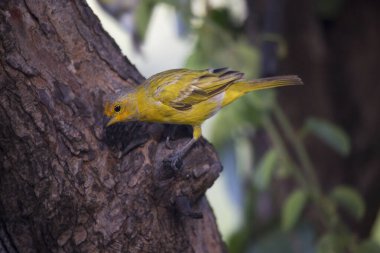 Safran ispinozu ağaca tünedi.