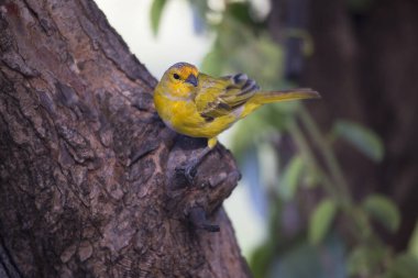 Safran ispinozu ağaca tünedi.