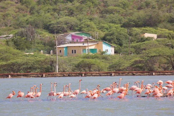 Rózsaszín Flamingók Tengeri Öbölben — Stock Fotó