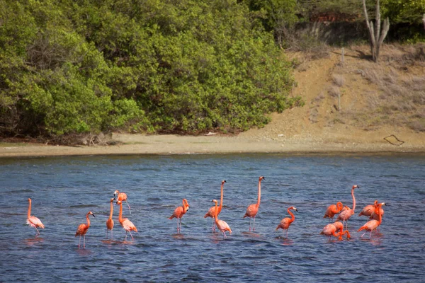 Pink Flamingos Sea Bay — Stock Photo, Image