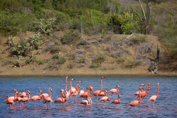 Deniz koyunda pembe flamingolar