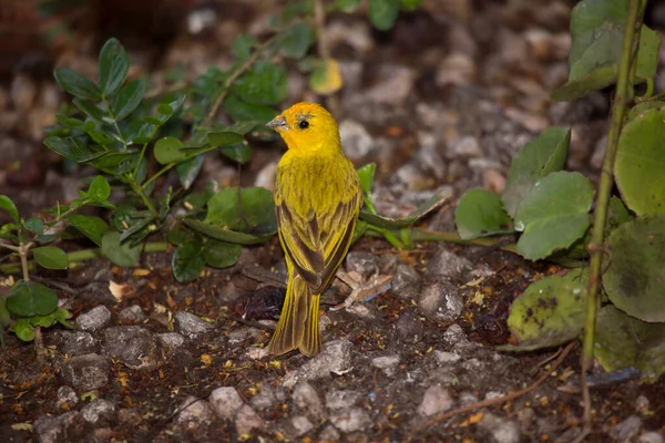 Primer Plano Pájaro Pecho Amarillo —  Fotos de Stock