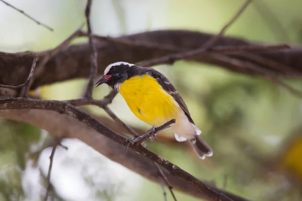 Ağaç Dalı Üzerinde Oturan Kuş — Stok fotoğraf