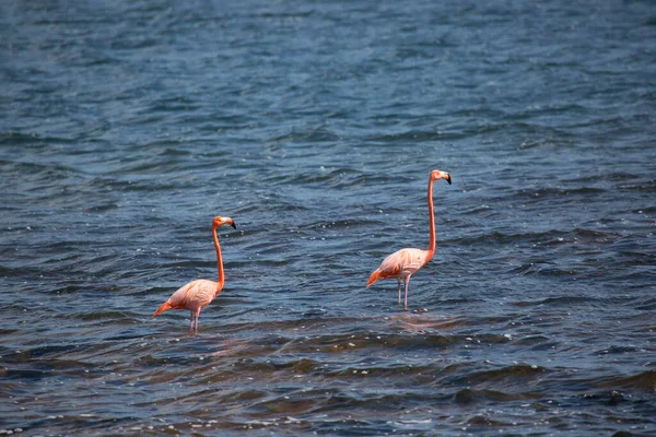 Pink Flamingos Sea Bay Stock Picture