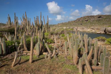 Doğanın güzel manzarası