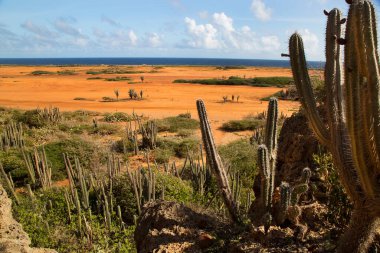 Issız adada kaktüs. 